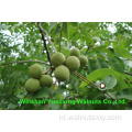 Pastry Chef&#39;s Favorite Ingredients Chinese Walnut Kernels
